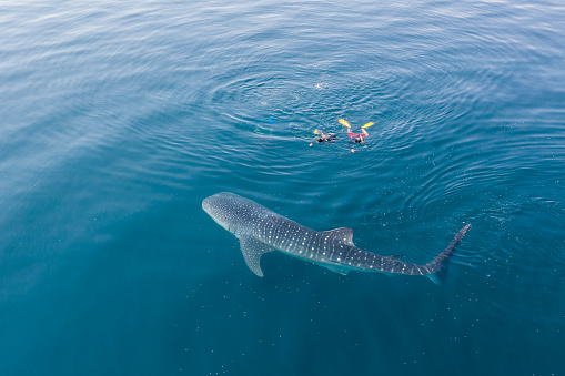 Vista aérea del tiburón ballena y los buceadores photo