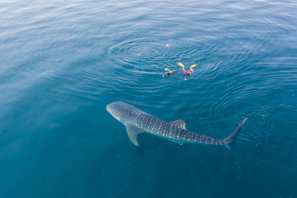 Aerial View of Whale Shark and Snorkelers A whale shark, Rhincodon typus, slowly swims near the surface feeding on krill in Indonesia. This is the largest known extant fish species and can reach over 15 meters in length. whale shark photos stock pictures, royalty-free photos & images