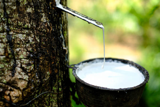 istock Fresh milky Latex flows into a plastic bowl in from para rubber tree Hevea Brasiliensis 1184175545