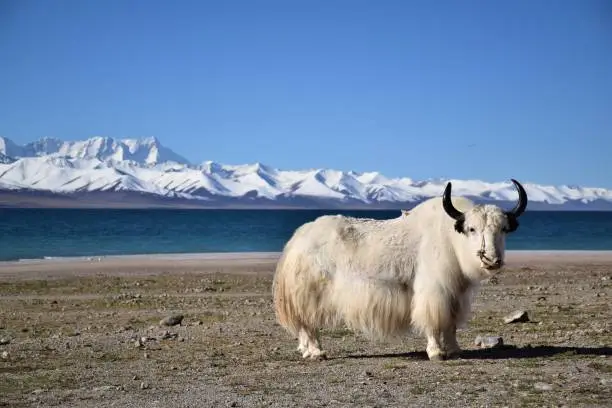 Photo of White yak in Namtso lake, Tibet. Namtso is the largest lake in the Tibet Autonomous Region