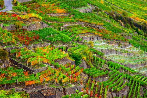 istock autumn in vine growing area Ahr valley 1184175753