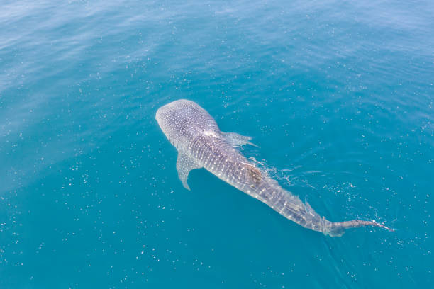 istock Aerial View of Whale Shark Feeding at Surface 1184175800