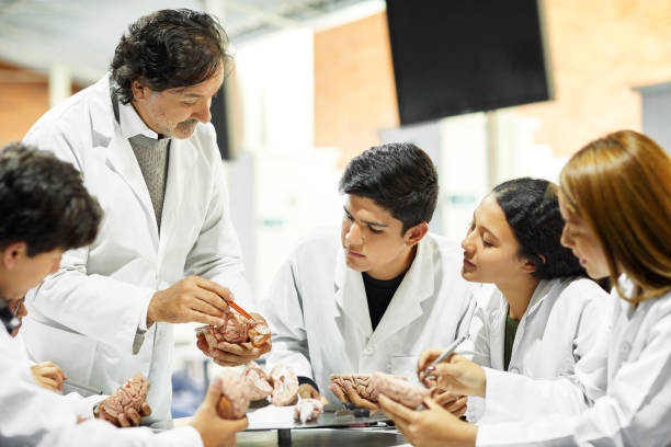 istock Teacher explaining human brain to medical students 1184176698