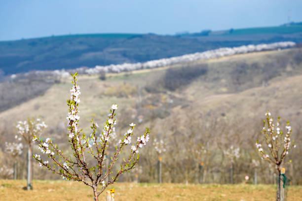 Almond tree orchard in Hustopece, South Moravia, Czech Republic