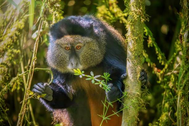 vista de cerca de un mono dorado salvaje (latín - cercopithecus kandti), una especie en peligro de extinción que vive en su hábitat natural, un bosque de bambú en ruanda. - leaf monkey fotografías e imágenes de stock