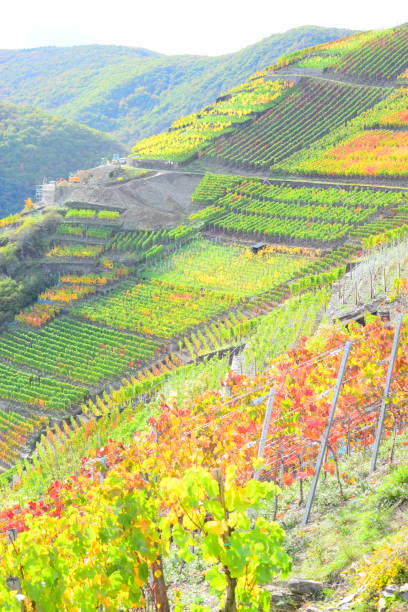 istock autumn in vine growing area Ahr valley 1184177452