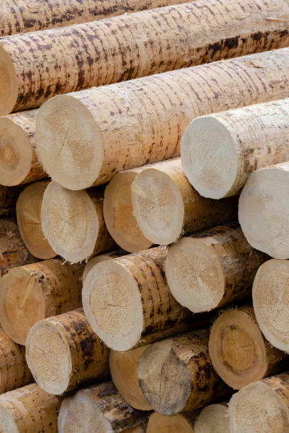 istock woodworking industry in Alps, Italy 1184178698
