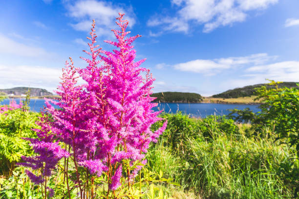 Purple And Pink Garden Lupin Wild Flowers In Newfoundland Stock