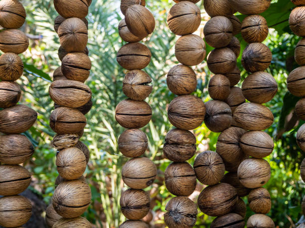 istock The texture of the dry shell of a decorative fruit hanging on threads 1184180762