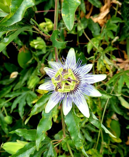 istock Favorite Ireland Flower 1184180763