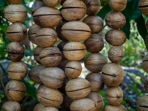 istock The texture of the dry shell of a decorative fruit hanging on threads 1184180884