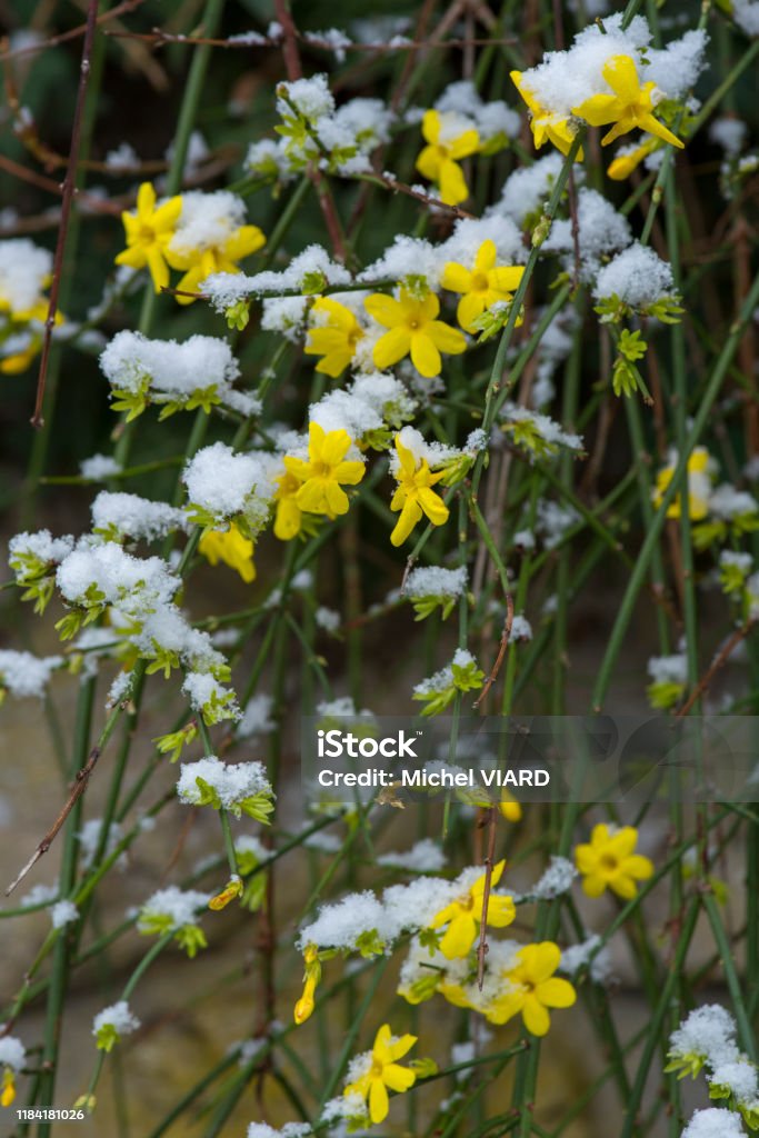 Winter jasmine Yellow flowers undert he snow Jasmine Stock Photo