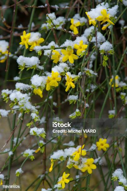 Winter Jasmine Stock Photo - Download Image Now - Jasmine, Winter, Flower