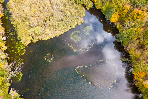 Aerial view of a water lily in the middle of the pond making geometric shape such as circle, heart and smiley face.