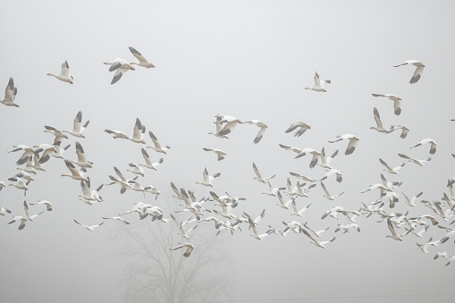 A flock of Snow Geese in flight over Pennsylvania farmland on a foggy, late-winter morning.