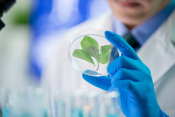 istock Asian scientist take petri dish 1184183384
