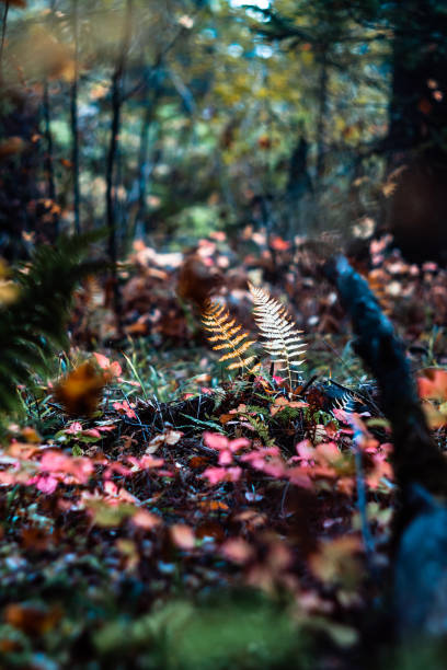 istock fern in the autumn forest 1184183884