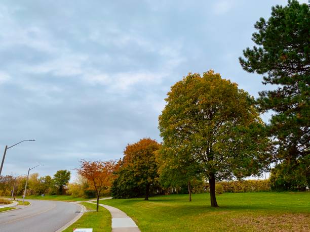 istock Autumn colors in the street 1184183990