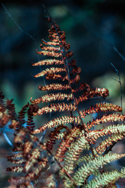 istock fern in the autumn forest 1184184025