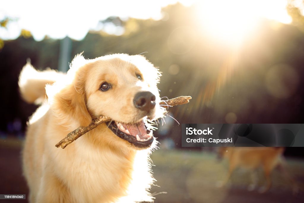 Cute happy dog playing with a stick Dog playing in the park. Dog Stock Photo