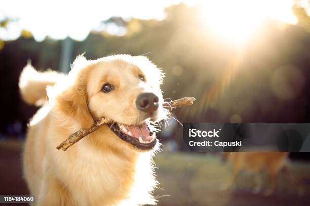 Cute Happy Dog Playing With A Stick Stock Photo - Download Image Now - Dog, Happiness, Golden Retriever