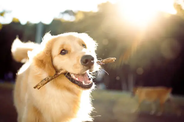 Photo of Cute happy dog playing with a stick