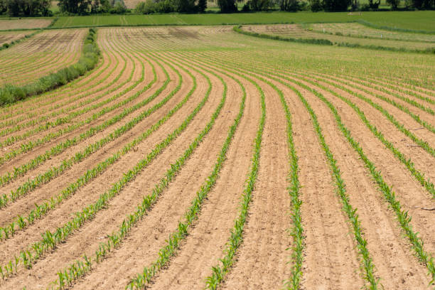 istock field of corn, Styria, Austria 1184184188