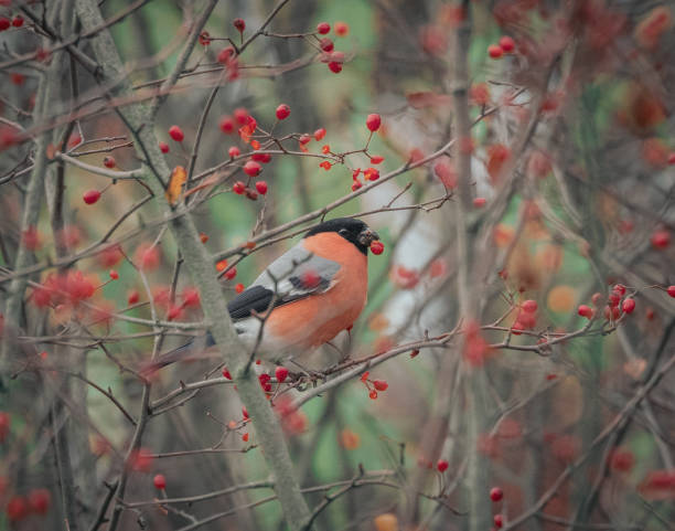 istock Bullfinch perched on rowan tree branch with a berry in its beak 1184185490