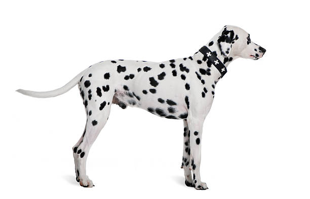 Dalmatian 2 years old, standing in front of white background  dalmatian dog photos stock pictures, royalty-free photos & images
