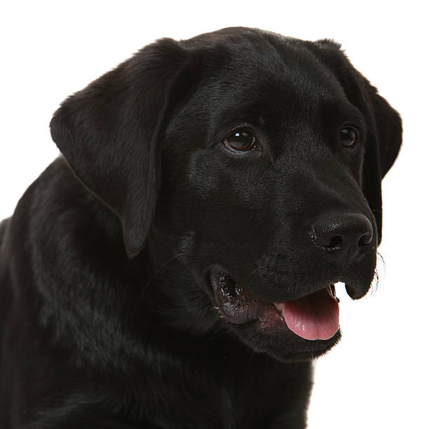 istock black dog portrait 118418642