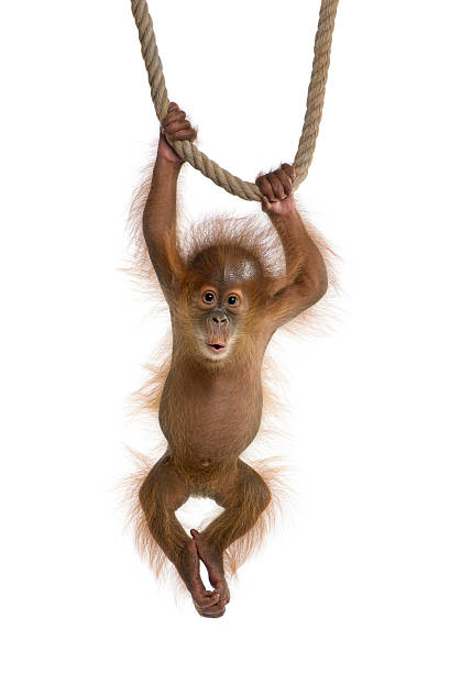 baby-sumatra-orang utan hängen am seil auf weißem hintergrund. - menari stock-fotos und bilder