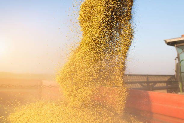istock Pouring soy bean into tractor trailer after harvest at field. 1184186631