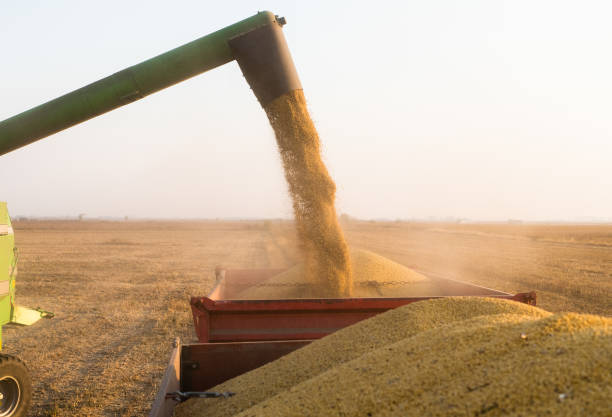 istock Pouring soy bean into tractor trailer after harvest at field. 1184186635