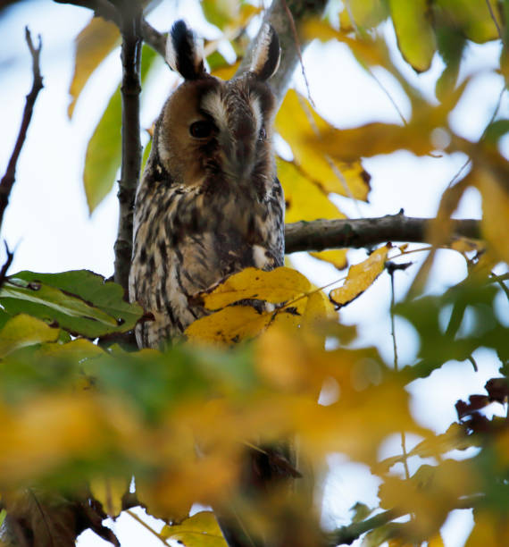 istock Long-Eared Owl (Asio otus) in Autumn 1184186854