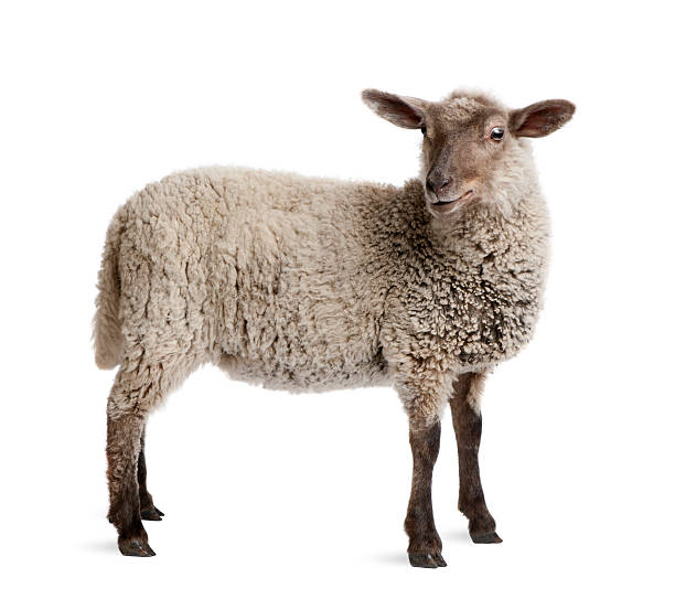 istock Lamb, 5 months old, standing in front of white background 118418700