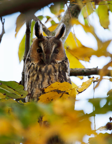 istock Long-Eared Owl (Asio otus) in Autumn 1184187038
