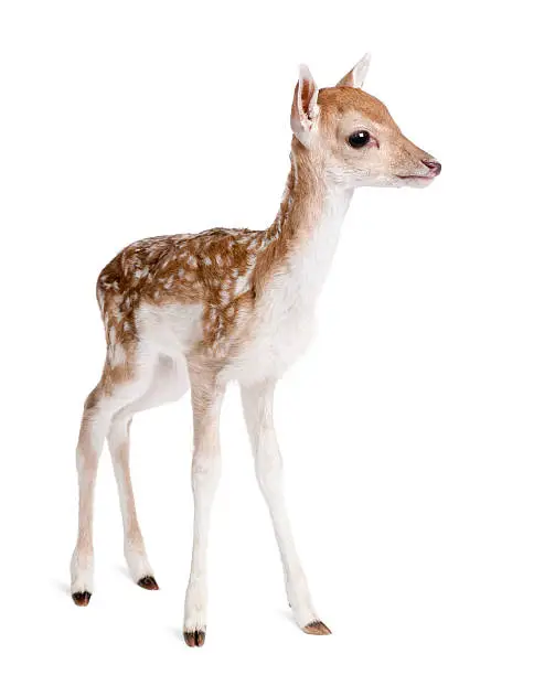 Photo of Side view of Fallow Deer Fawn against white background