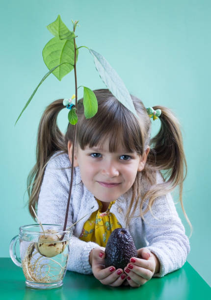 istock Growing avocado from a seed. Gardening at home concept. 1184187170