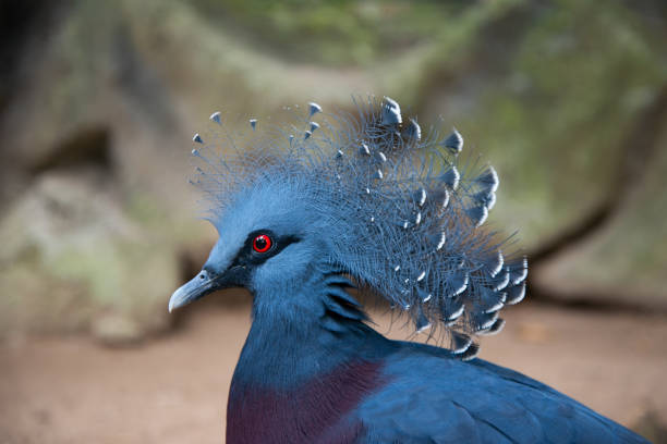 istock Victoria crowned pigeon 1184189395