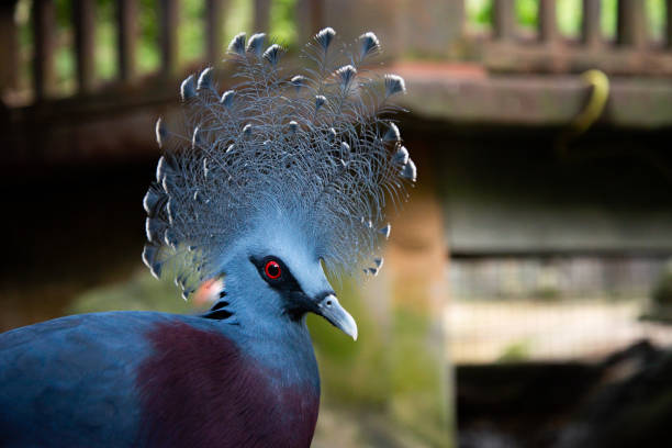 istock Victoria crowned pigeon 1184189398