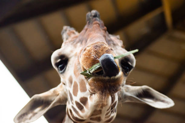 istock lips and tongue of giraffe 1184189463