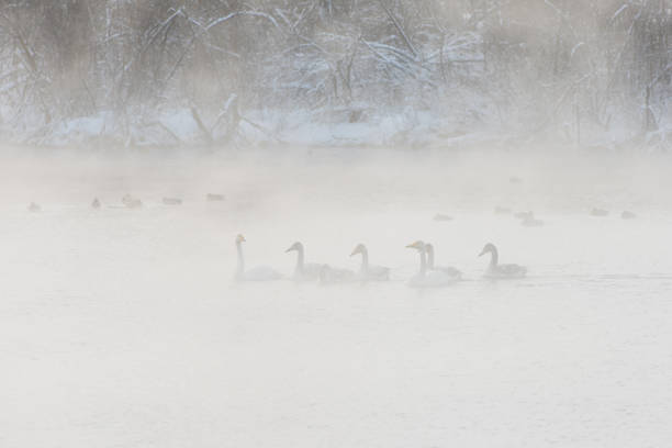 Whooper swans swimming in the lake, Altai, Russia