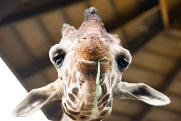 istock lips and tongue of giraffe 1184189592