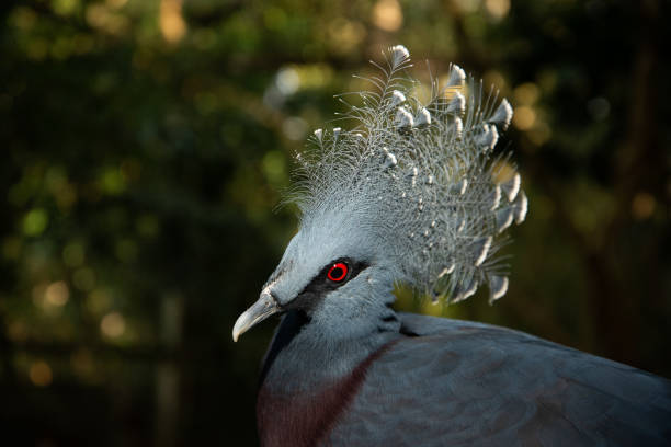 istock Victoria crowned pigeon 1184189663