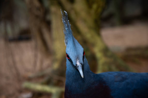 Victoria crowned pigeon is a blue-gray bird that is considered one of the most beautiful birds in the world.