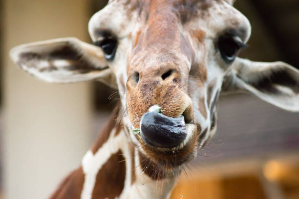 istock lips and tongue of giraffe 1184189802
