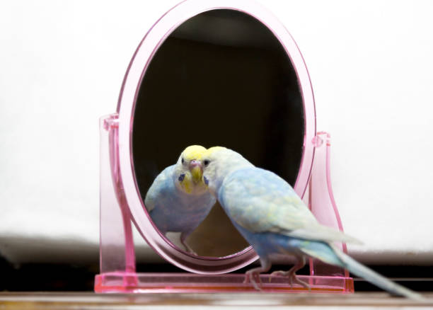 Parakeet Reflection 800+ Bird Looking In Mirror Stock Photos, Pictures & Royalty-Free ...
