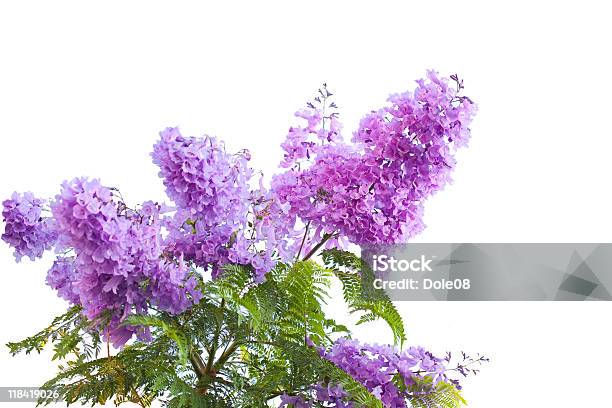 Flor De Jacarandá Foto de stock y más banco de imágenes de Jacarandá - Jacarandá, Flor, Fondo blanco