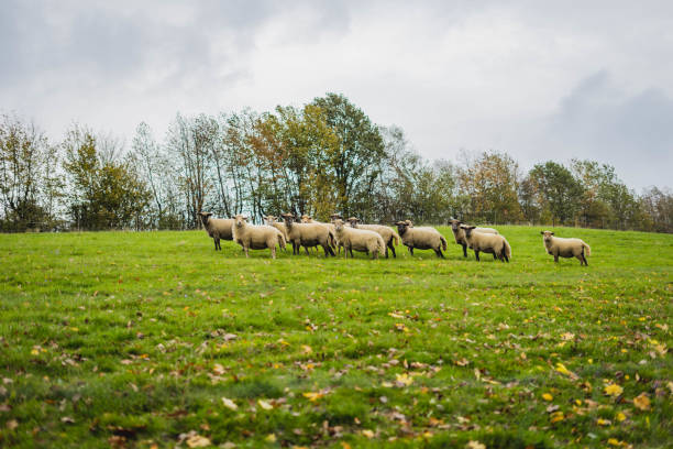 istock Flock of sheep on meadow 1184190866