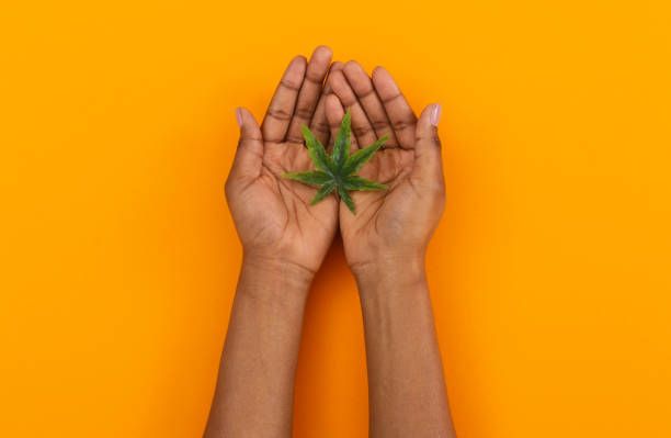 Cannabis leaf in open palms of female over orange background Alternative medicine concept. Cannabis leaf in open palms of african american female over orange background. palm fiber stock pictures, royalty-free photos & images